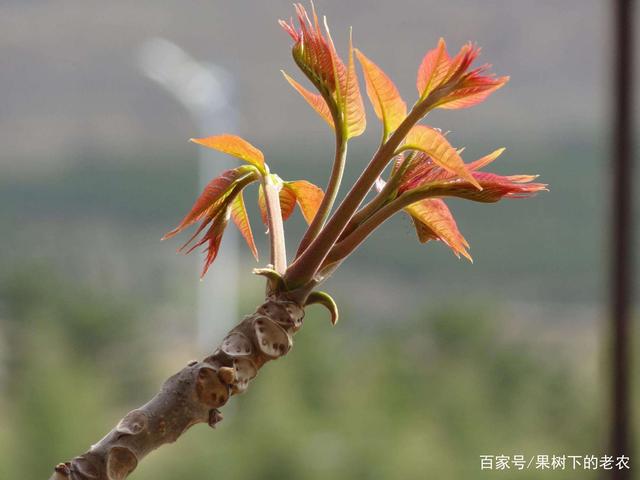 春鮮香椿芽